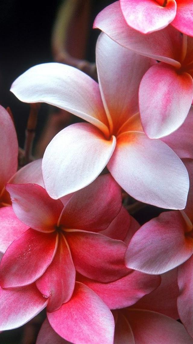 Beautiful Flowers - The iPhone Wallpapers