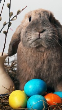 Funny Easter Rabbit