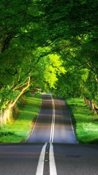 Tree Road