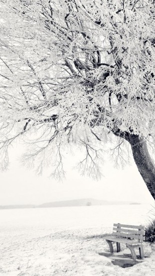 Beautiful Frozen Tree