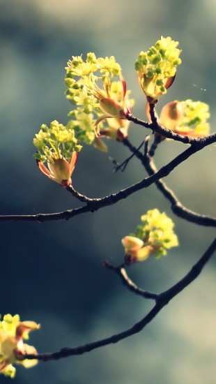 Blossom Twig
