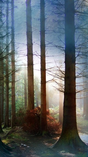 Fog Amongst Trees