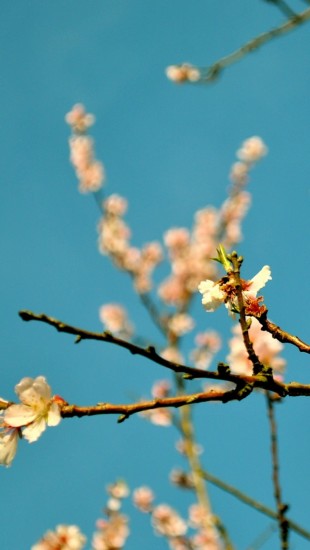 Peach Flowers Spring