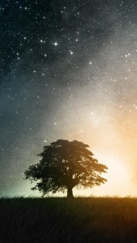 Star Trees