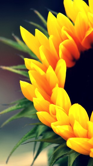 Sunflower Close-up
