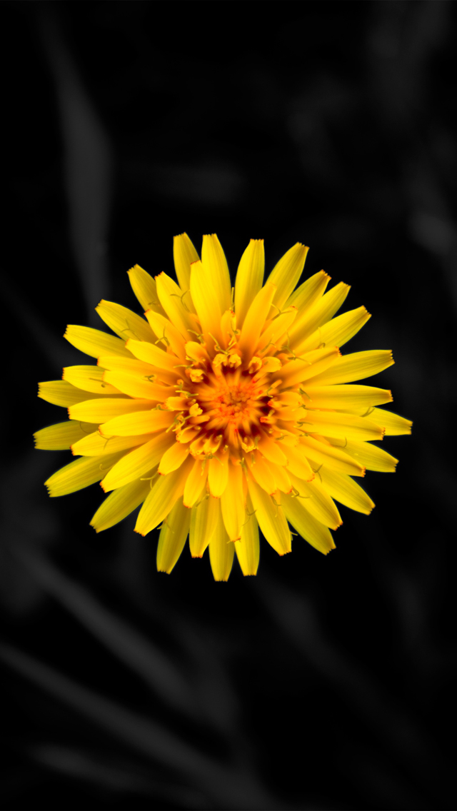 Yellow Flower - The iPhone Wallpapers