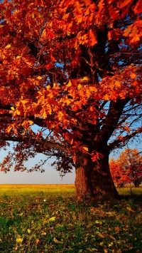 Autumn Tree Season