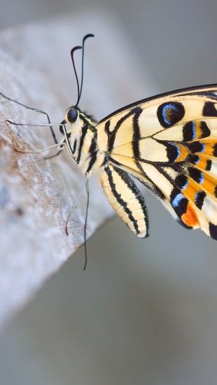 Papilio Demoleus