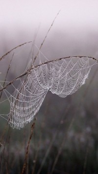 Cobweb Dew Fog