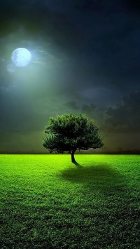 Full Moon Tree