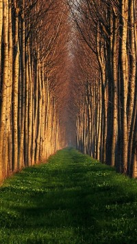 Path Lined With Trees