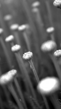 Black And White Flower Buds
