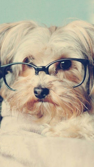Dog Glasses Funny