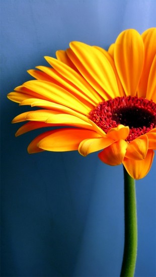 Gerbera Sunflower