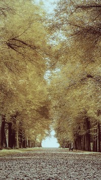 Alley in the park
