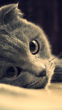 Gray cat face close-up