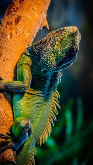 Green iguana in the tree branch