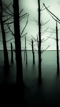 Sunken Forest Lake