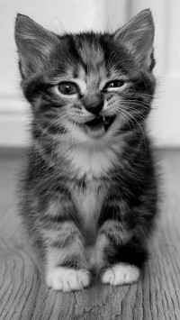 Funny Kitten