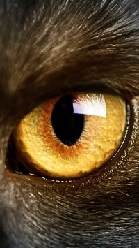 black cat yellow eyes macro