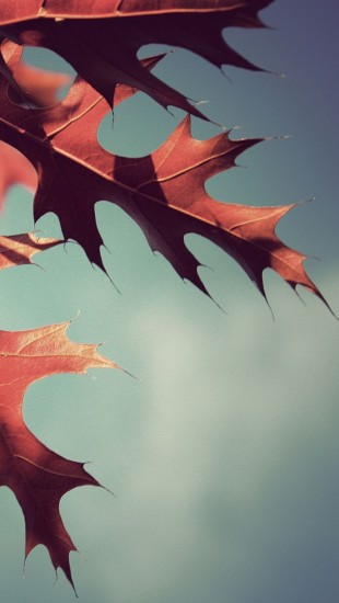 Fall Oak Leaves