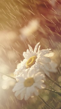 Rain Falling on Beautiful Flowers
