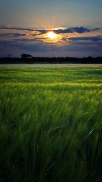Green fields sunset landscape
