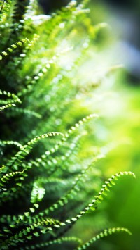 Green Ferns Macro