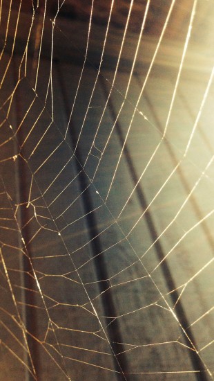 Spiderweb in house