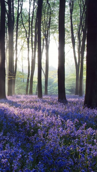 Dawn purple flowers in Forest