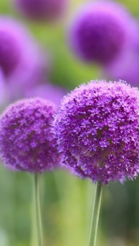 Natural Purple Flowers