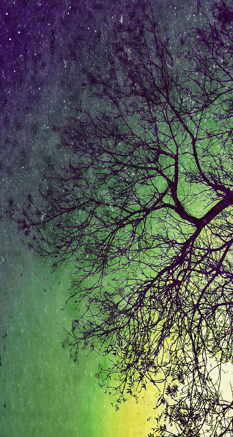 The iPhone Wallpapers » Artistic perspective of a tree