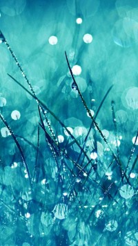 Blue Nature Rain Grass Macro