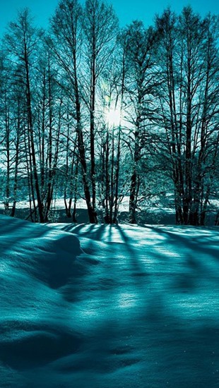 Landscape Snow Trees Winter Nature