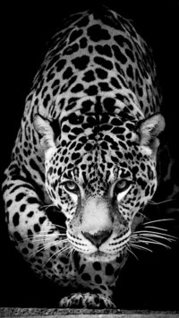 Wild Animal Jaguar