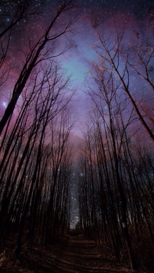 Forest and the Stars