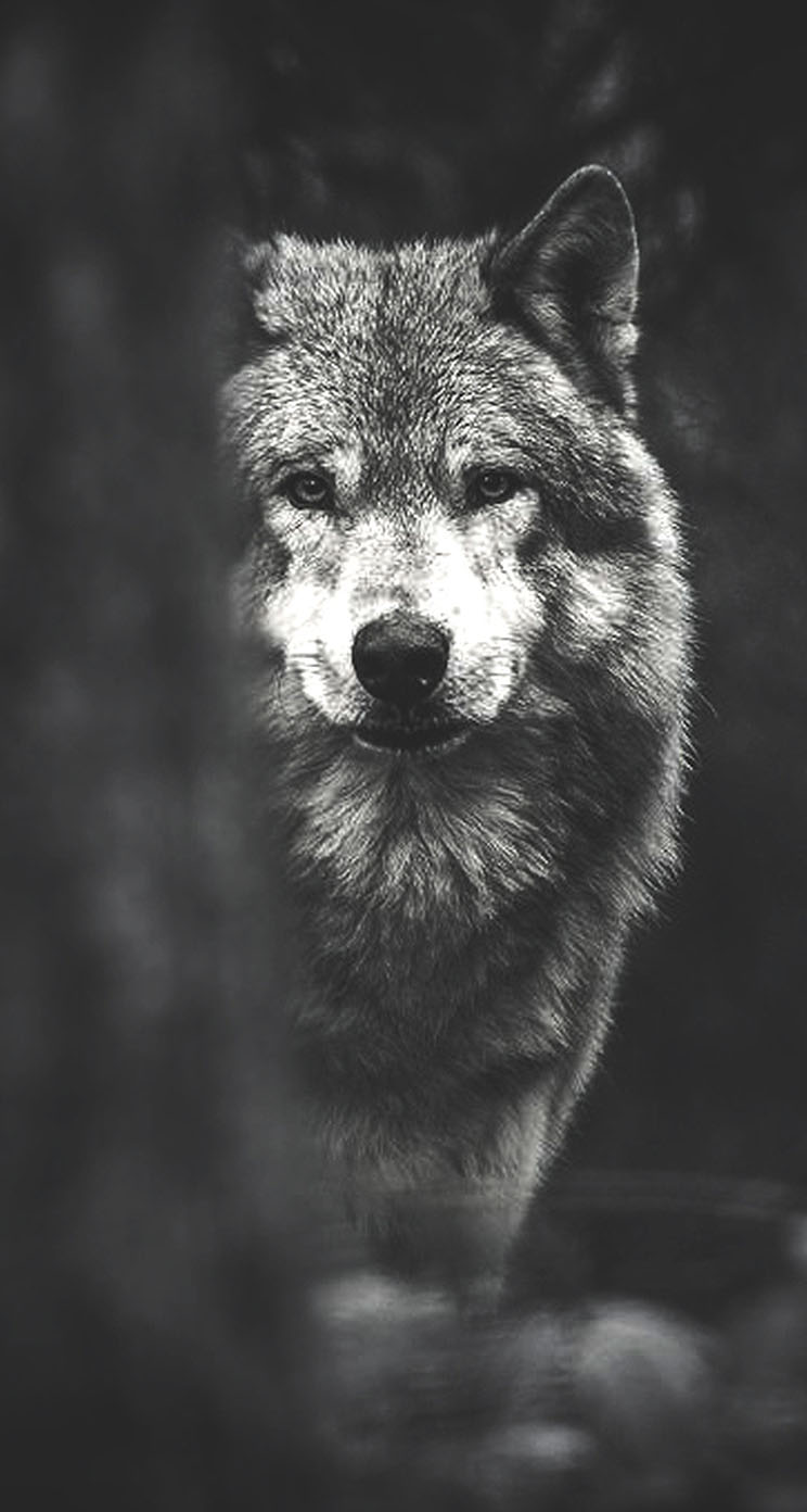Wolf - The iPhone Wallpapers