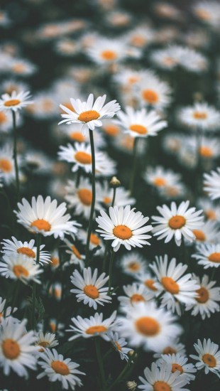 blooming chamomile