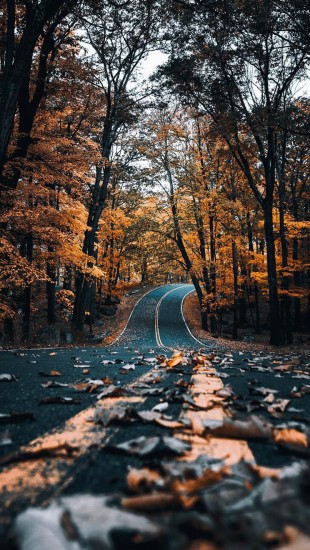 autumn road with leaves