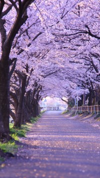 Cherry-Blossom-Gifu
