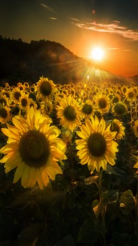 Sunflowers-at-sunset
