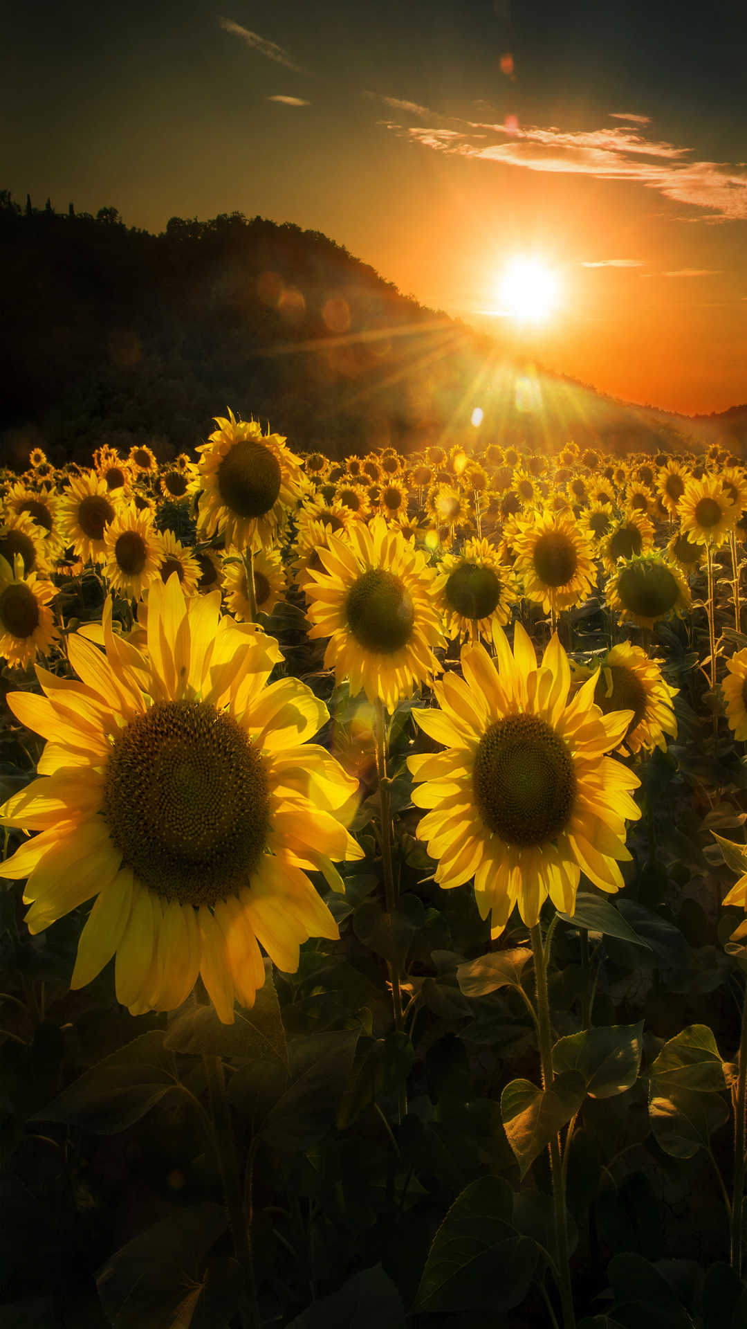 Sunflowers at sunset - The iPhone Wallpapers