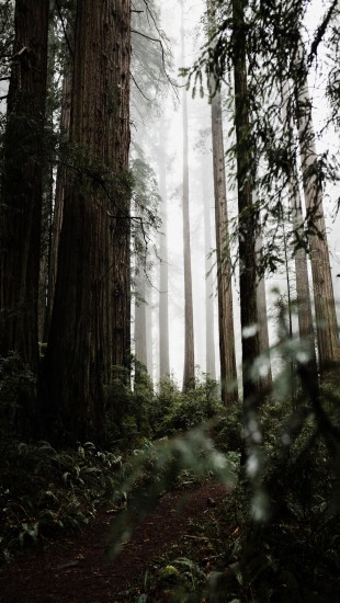 Spruce-fir forests