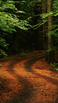 Forest Path Road