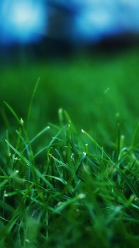 Grass Closeups