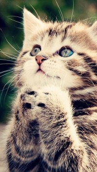 Praying Kitten