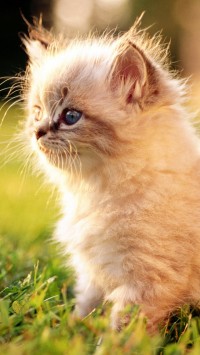 White Persian Kitten Outdoors