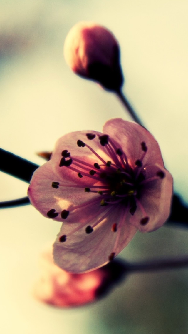 Cherry Blossom In Spring - The iPhone Wallpapers