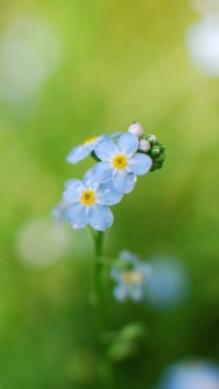 Forget Me Flowers