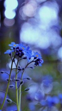 Forget Me Flowers
